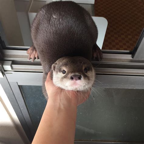 buy an otter